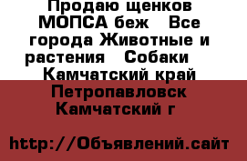 Продаю щенков МОПСА беж - Все города Животные и растения » Собаки   . Камчатский край,Петропавловск-Камчатский г.